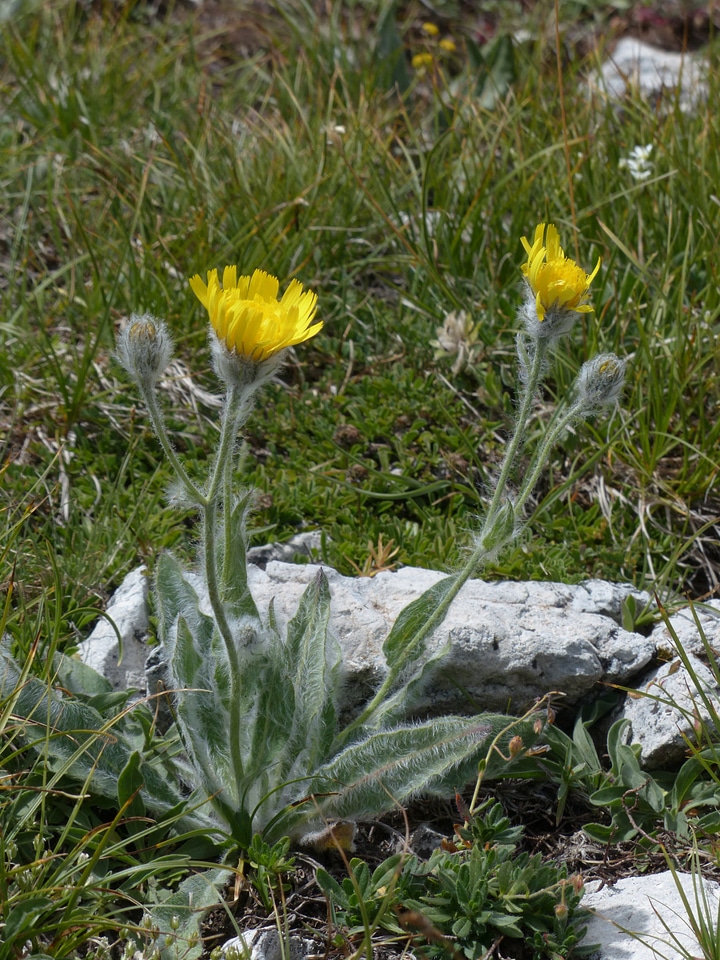 Flower yellow hieracium villosum photo