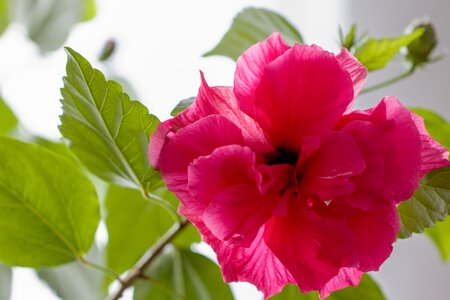 Hibiscus flower Free photos