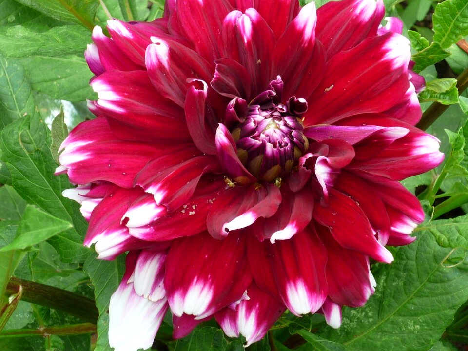 Red blossom bloom