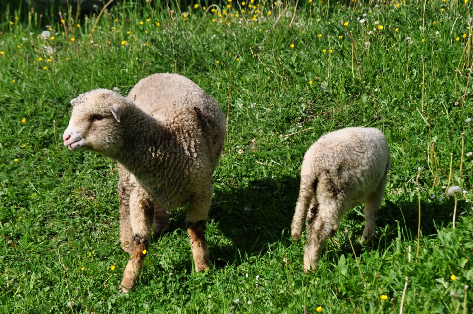 Countryside grass