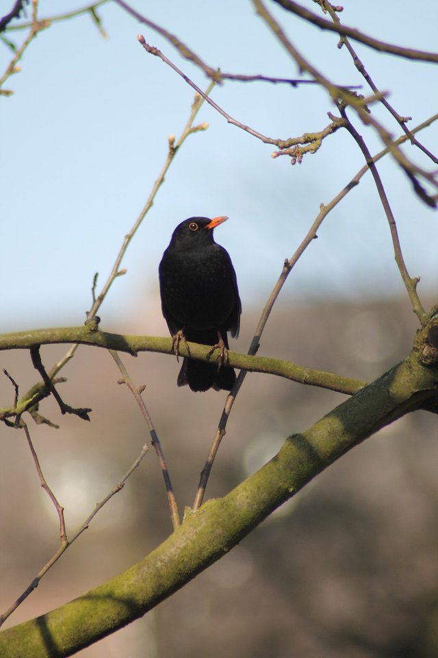 Bird black animal