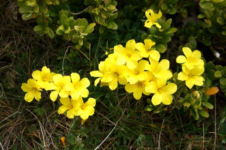 Yellow was macro wild