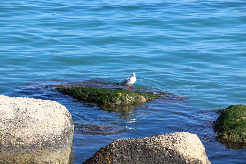 Blue ocean animal