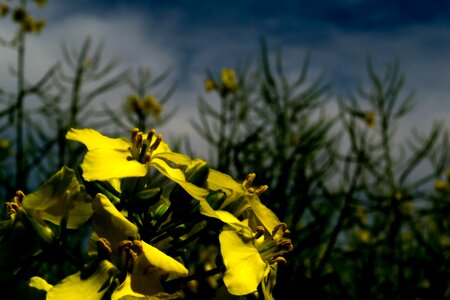 Yellow nature field photo