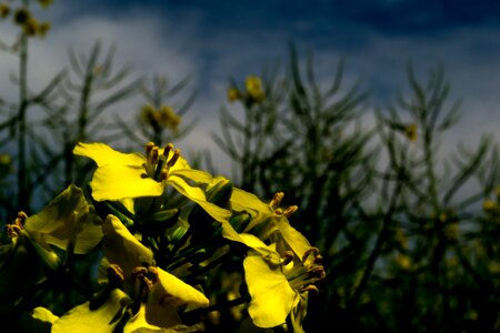 Yellow nature field