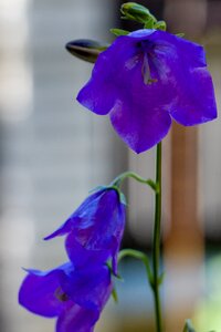 Flower bell blue flower