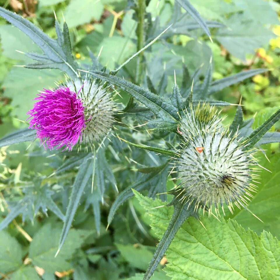 Flower plant nature