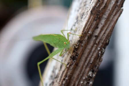 Green grasshopper insect close up photo