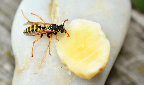 Sting garden german wasp photo