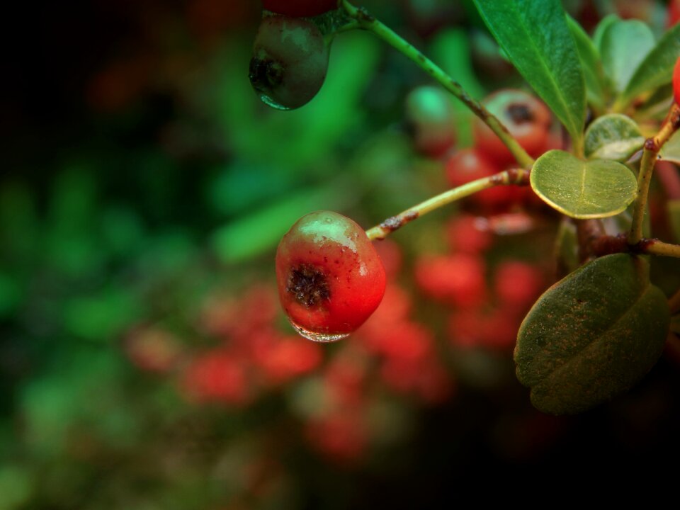 Autumn rain drop