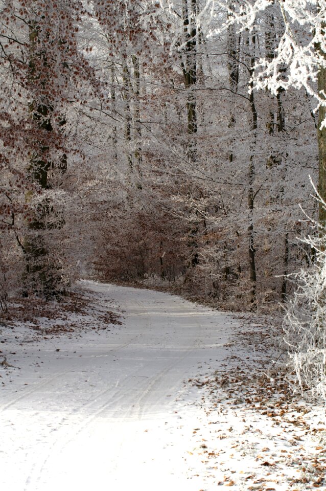 Snow snowy landscape