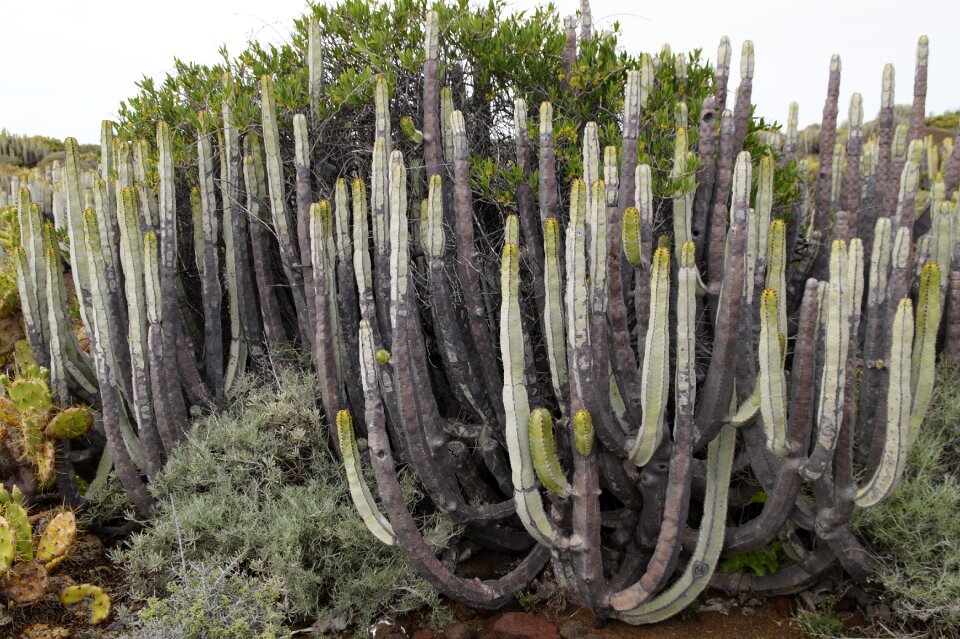 Tenerife landscape flora