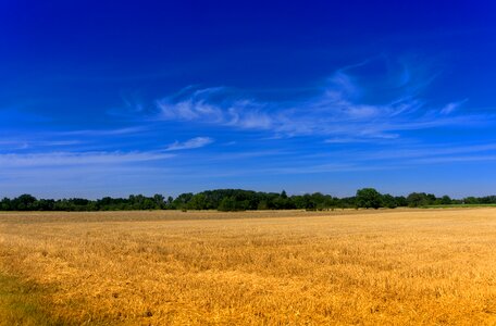Cornfield harvest landscape