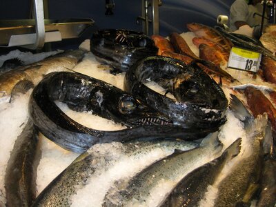 Black scabbardfish madeira fish food photo