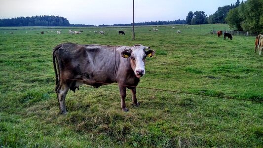 Cows pasture cattle
