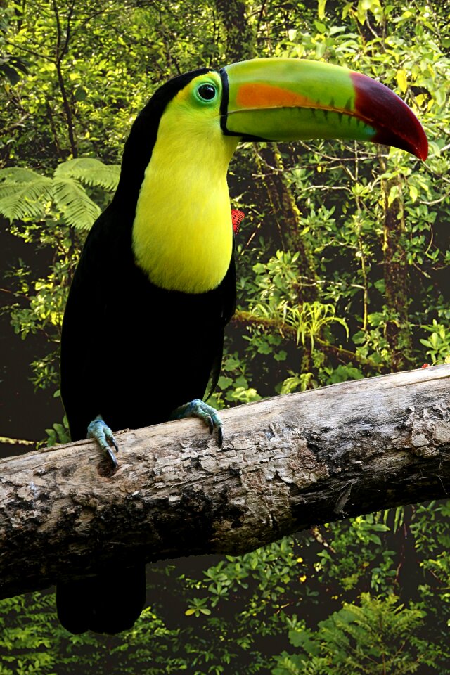 Bill colorful beautiful