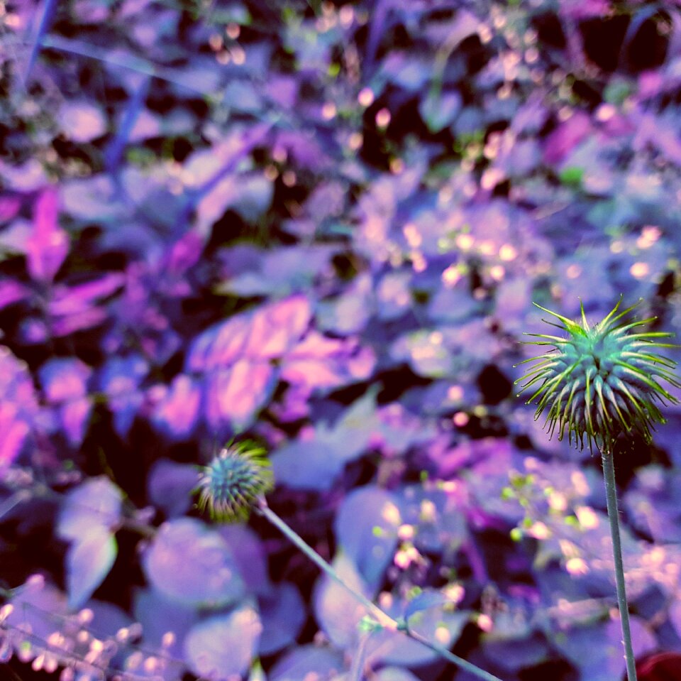 Flower beauty nature