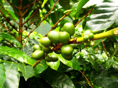 Coffee plant plant organic