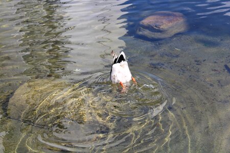 Animal world nature water