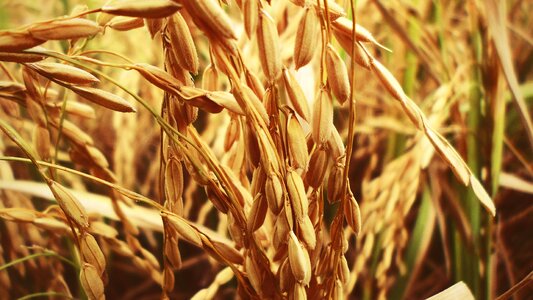 Food farming growth