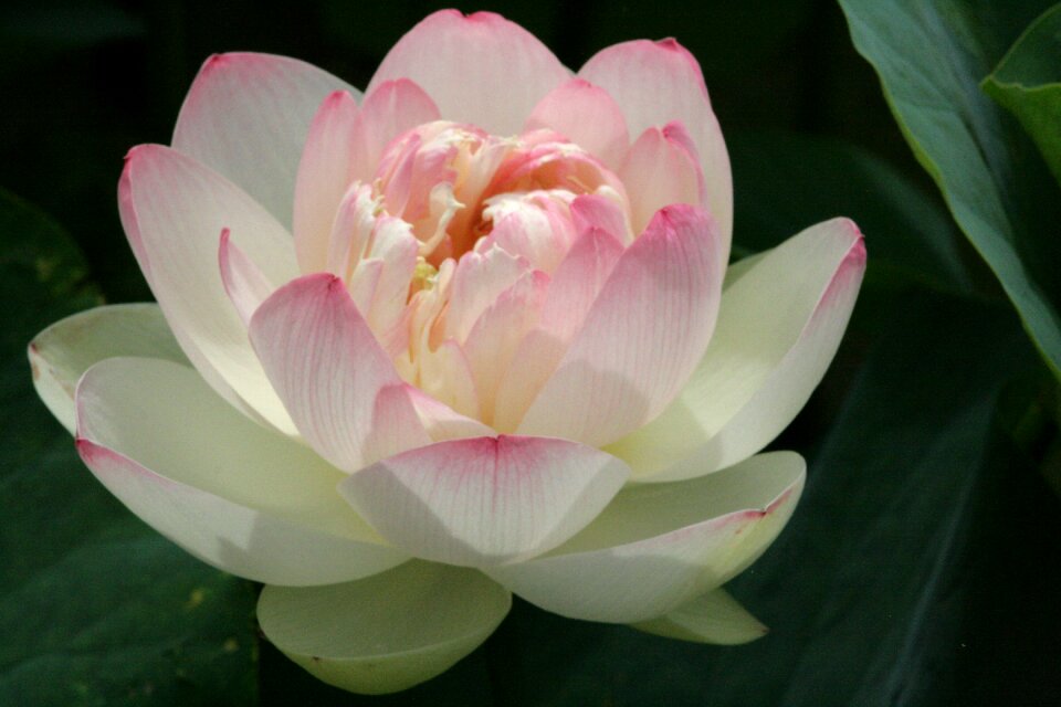Landscape flowers lotus