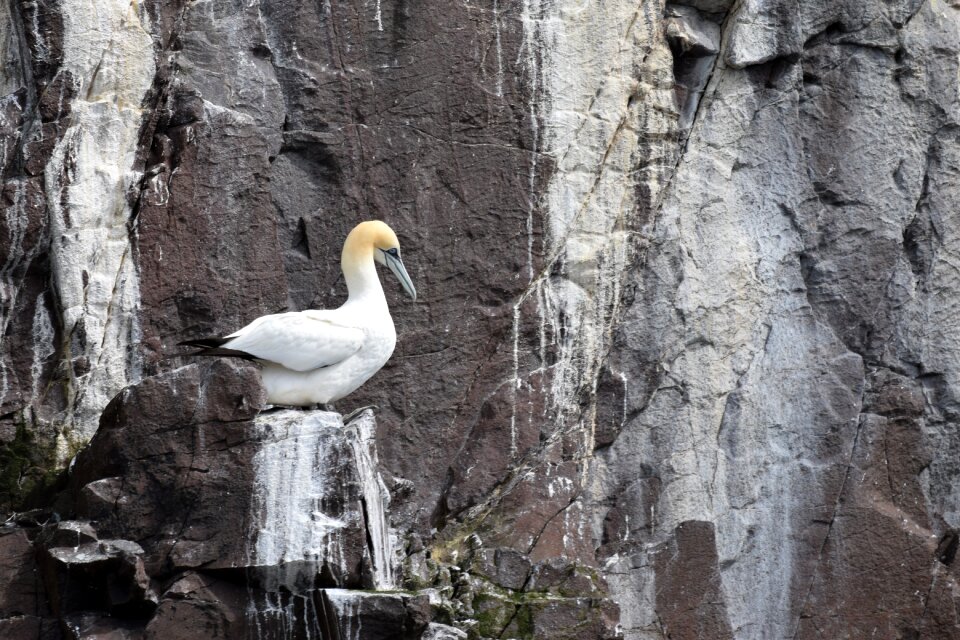 Ocean bird droppings rock