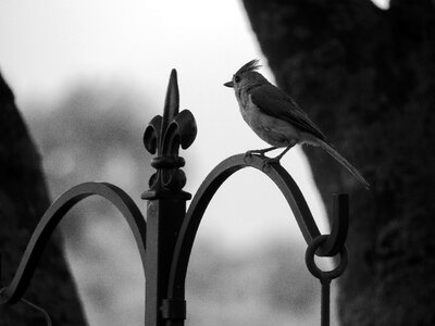 Black and white nature