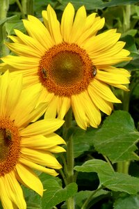 Pollination bees sunflower