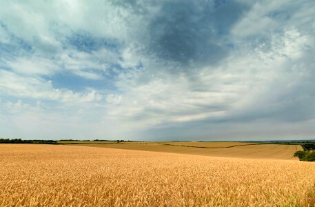 Harvest grain photo