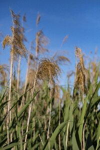 Grass teichplanze plant