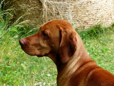 Garden summer brown