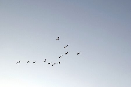 Sky birds flock