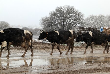 Cow animals