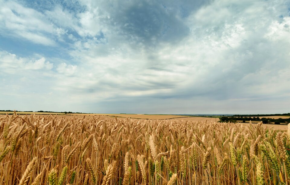 Landscape harvest