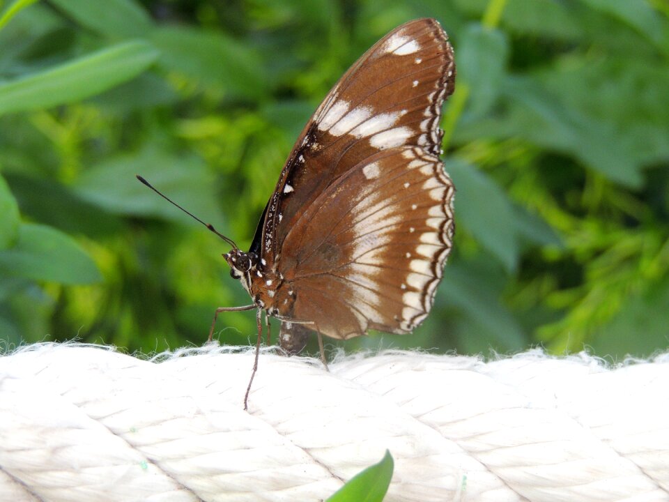 Wing close up nature