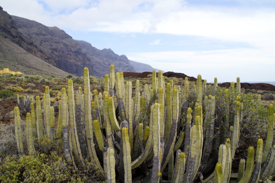 Tenerife landscape flora