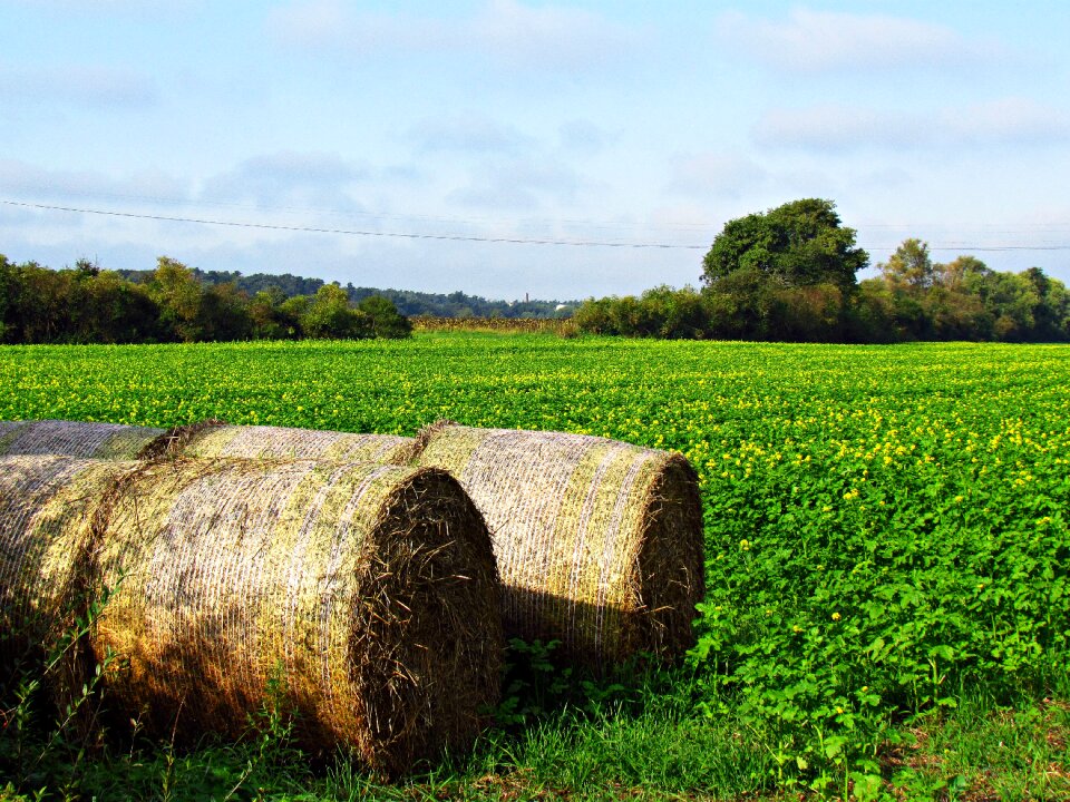 Green nature grass