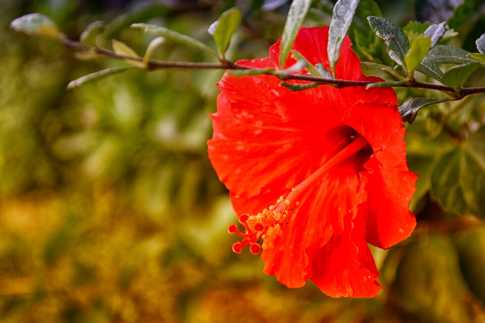 Nature plant floral