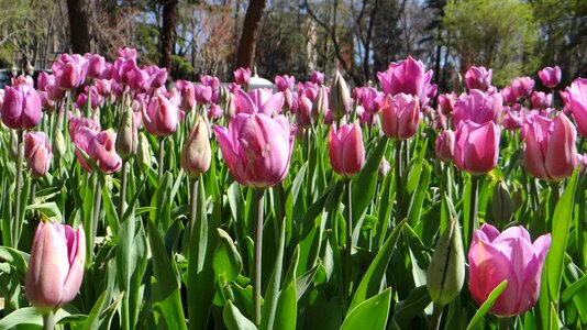 Istanbul sultanahmet tulips