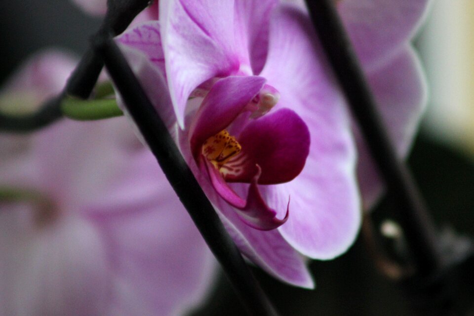 Pink purple nature
