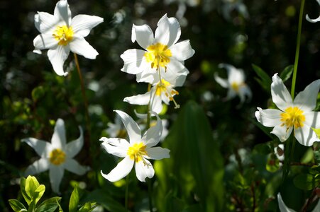 Plant wild flowers nature photo