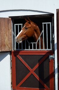 Equine stable warmblood photo