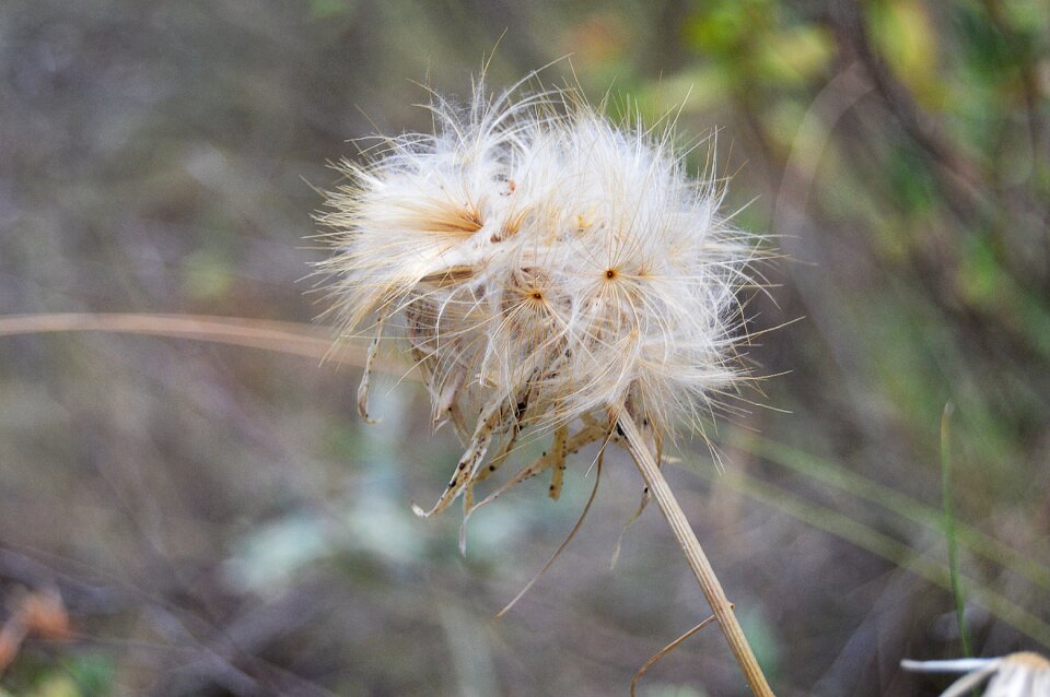 Plant nature desert plant