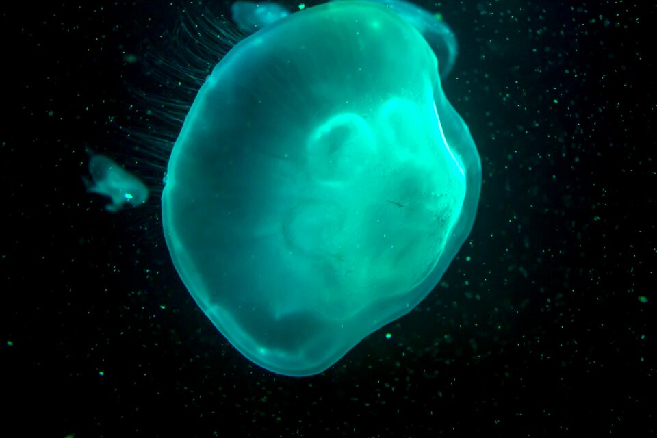 Jellyfish dark turquoise