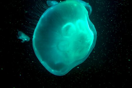 Jellyfish dark turquoise photo