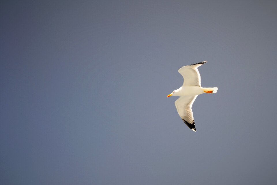 Nature blue skies birds