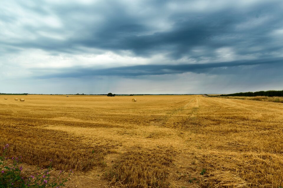 Seed landscape photo