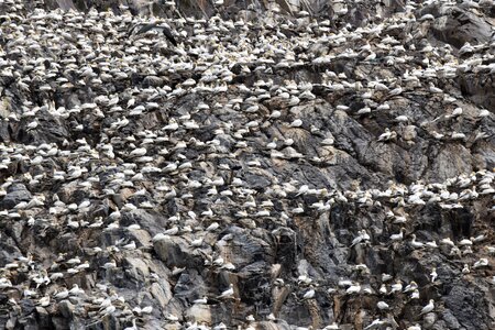 Colony bird forth photo