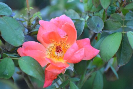 Anthers petals photo