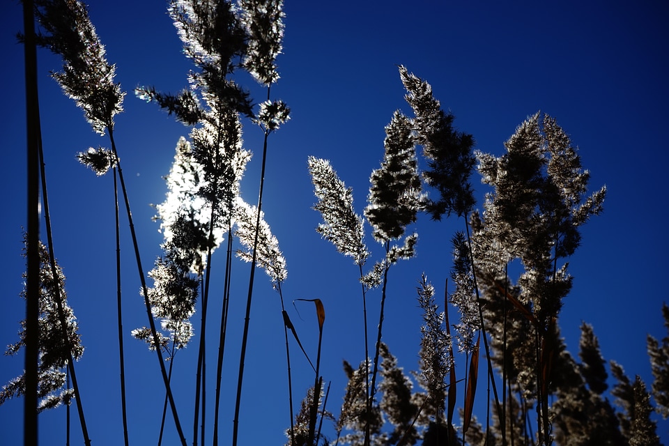 Licorice poaceae backlighting